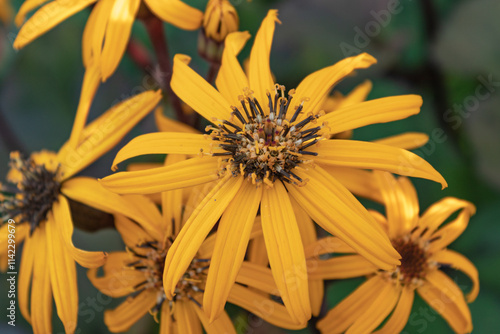 Photography Buzulnik dentate variety Desdemona yellow flowers with long petals Ligularia dentata Desdemona