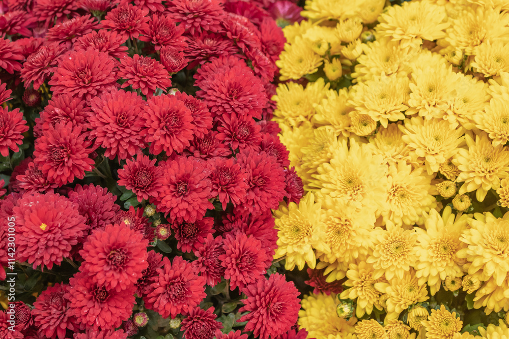 Yellow and pink flower. Chrysanthemum chamomile flowers background yellow and pink pattern. Yellow and pink bouquet of flowers bright floral chrysanthemum background. as a background