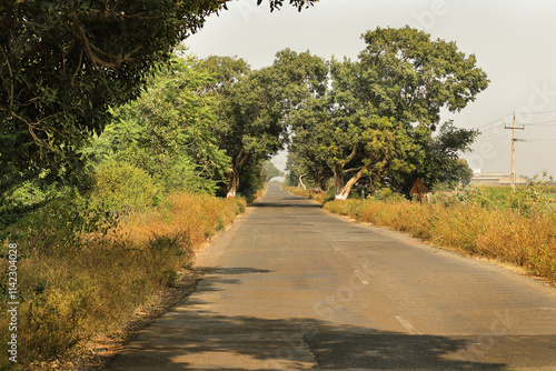 Fototapeta Naklejka Na Ścianę i Meble -  This Photo captured in Indian small village and rural areas in Gujarat India. horizontal empty road, farm land, and lane of electricity pole beautiful village landscape. growing tree on long road.