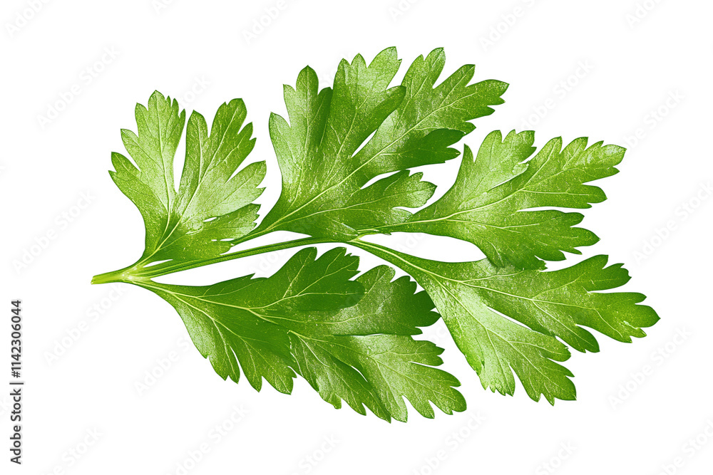 Parsley sprig isolated on transparent background Parsley sprig isolated on transparent background