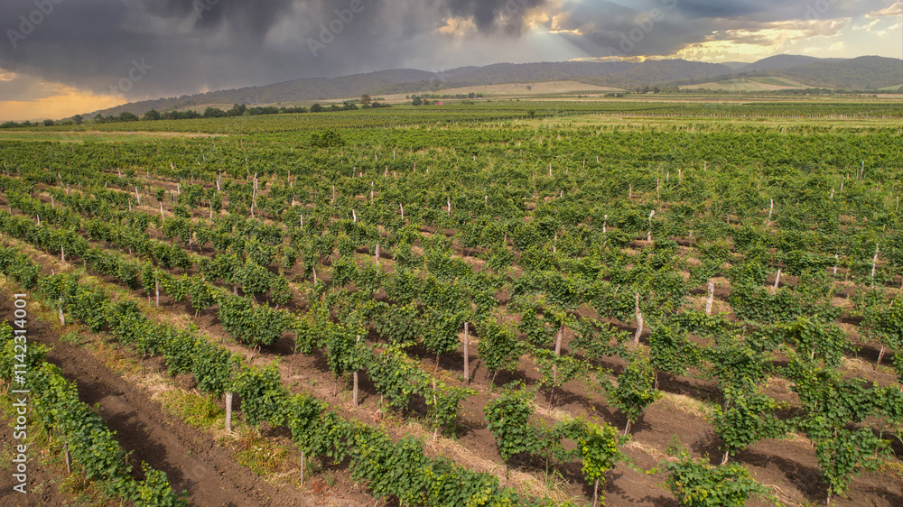Picturesque vineyards of Kakheti wine region in Georgia