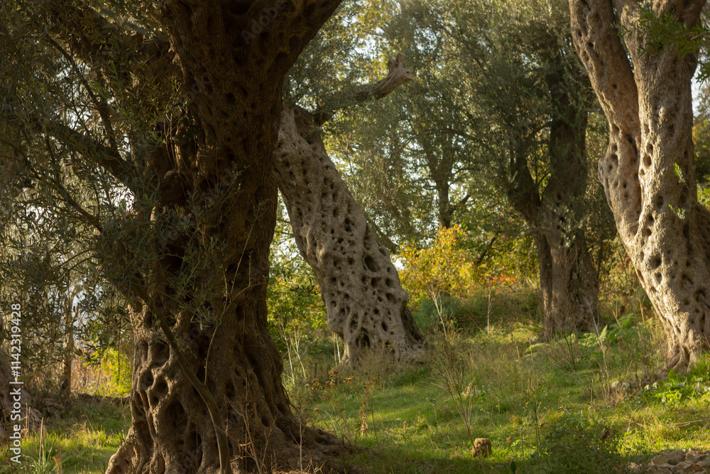 Naklejka premium olive grove in Montenegro