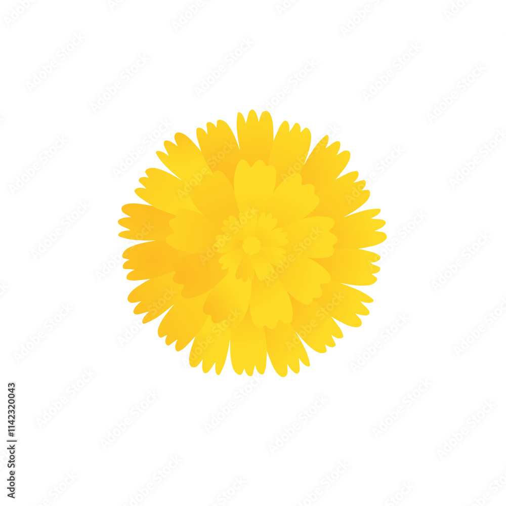 Yellow marigold flower isolated on transparent background,png image,Indian traditional functions pongal, vishu, ugadi, diwali, marriage, pooja,onam Pookalam. Yellow marigold flower isolated on transparent background,png image,Indian traditional functions pongal, vishu, ugadi, diwali, marriage, pooja,onam Pookalam.