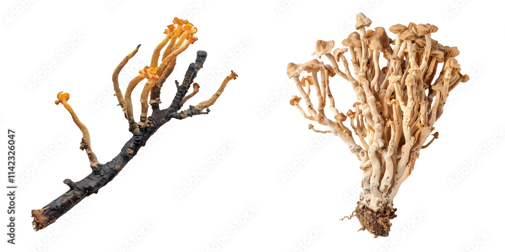 Fototapeta premium Organic cordyceps mushroom. Generative AI.