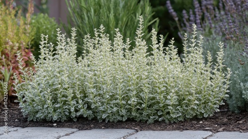 Variegated Calamint Calamintha grandiflora with lush green and white foliage in a vibrant garden setting photo