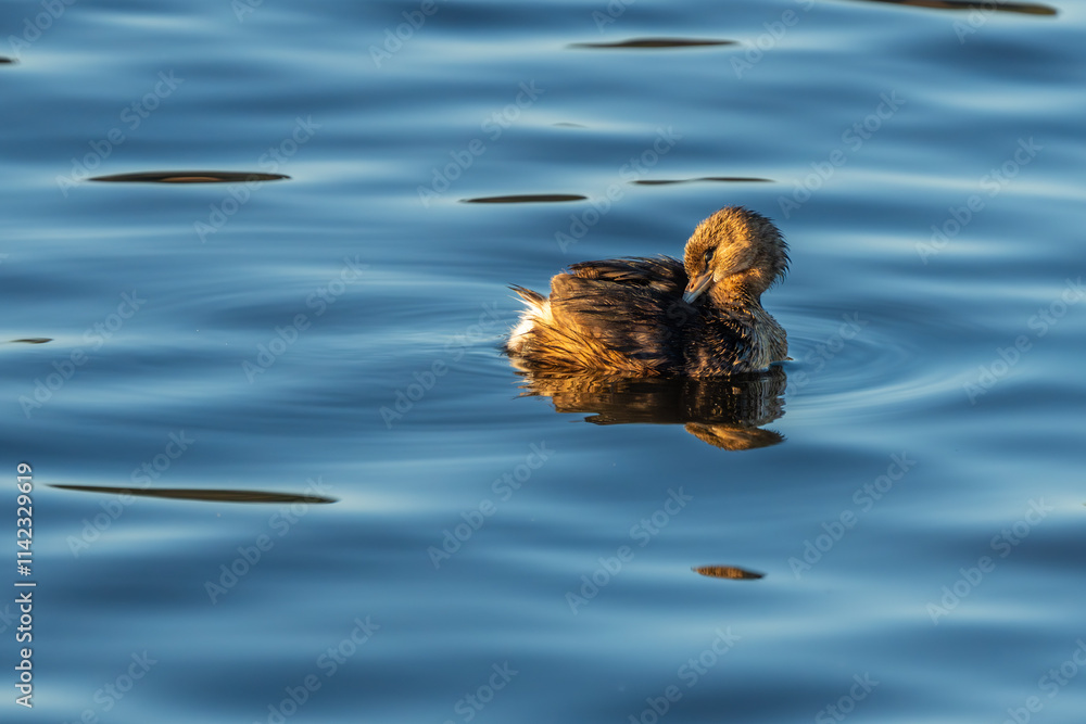 A pied-billed grebe floating on a lake A pied-billed grebe floating on a lake
