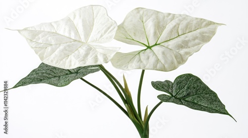 Caladium White Christmas plant featuring striking white leaves with deep green veins and contrasting rich green foliage against a minimal background. photo