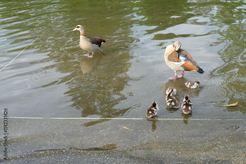 FU 2023-05-14 Colonia 133 Auf dem Wasser sind Enten photo