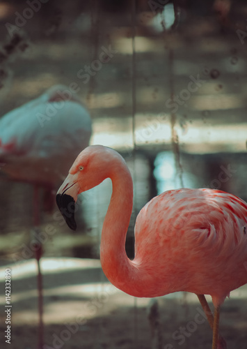 close up of a flamingo