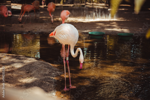 group of flamingos