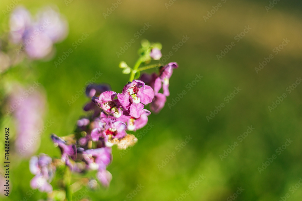 Close up of beautiful Angelonia goyazensis Benth flowers blooming in the garden Close up of beautiful Angelonia goyazensis Benth flowers blooming in the garden