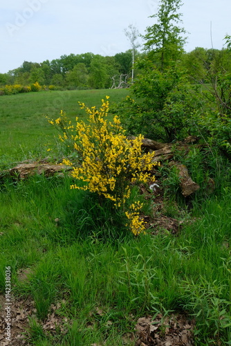 FU 2023-05-20 MartWahn 143 Auf der Wiese blüht Ginster photo