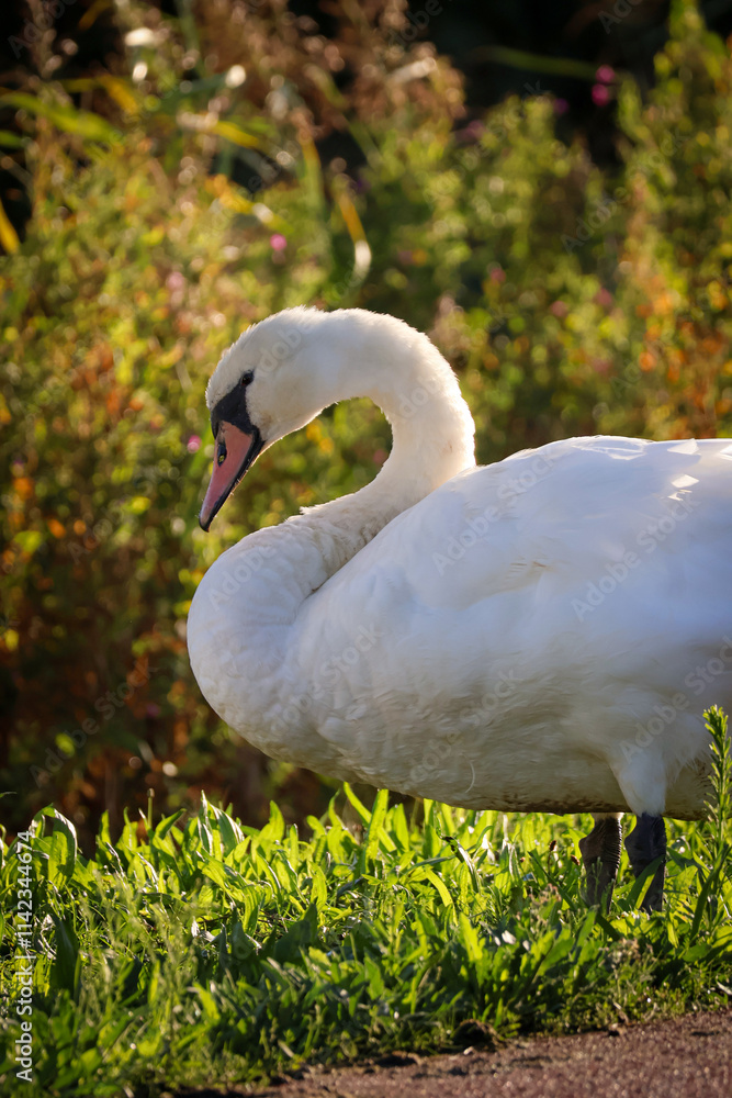 Swan in the grass