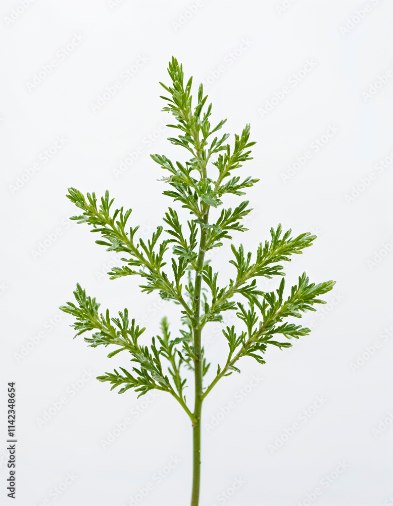 Fototapeta premium Medicinal herbs - Wormwood isolated on white background. Generative AI
