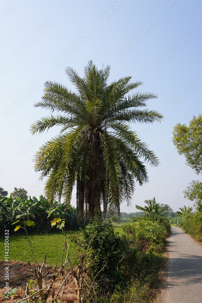 Fototapeta premium Date palm tree beside the village road with other shrubs 