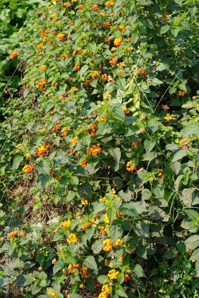Lantana urticoides, also known as Texas Lantana, is a three- to five-foot perennial shrub that grows in Mexico and the U.S. states of Texas Lantana urticoides, also known as Texas Lantana, is a three- to five-foot perennial shrub that grows in Mexico and the U.S. states of Texas