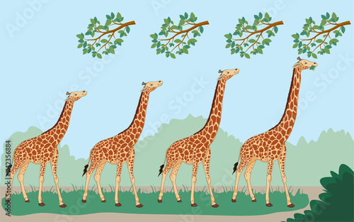 Lamarck's theory states giraffes' long necks evolved from stretching to reach high leaves photo