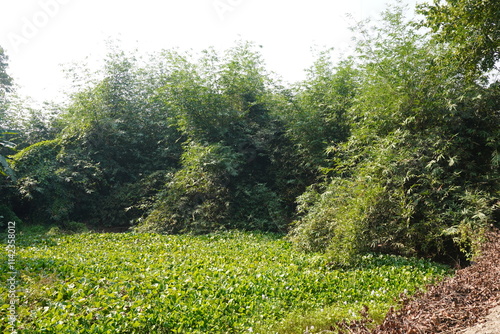 Bamboo forest and Gachwala Water Hyacinth (Eichhornia crassipes) photo