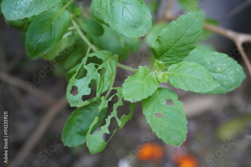 The basil leaves are eaten by the insects  photo