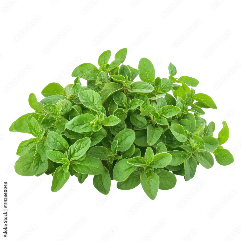 Oregano Leaves Isolated on White Background for Culinary Use on transparent background Oregano Leaves Isolated on White Background for Culinary Use on transparent background