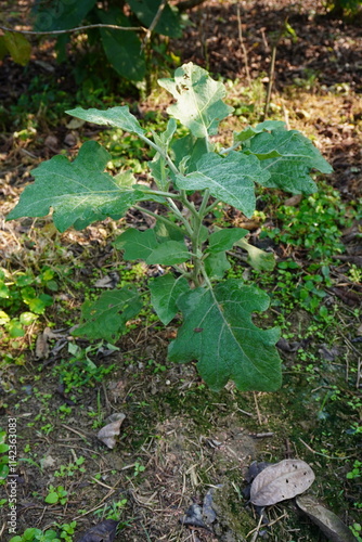 Eggplant, aubergine, brinjal, or baigan is a plant growing in field photo