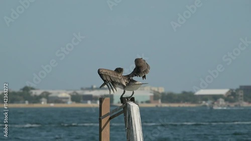 brown pelican taking flight from a fishing pier over water