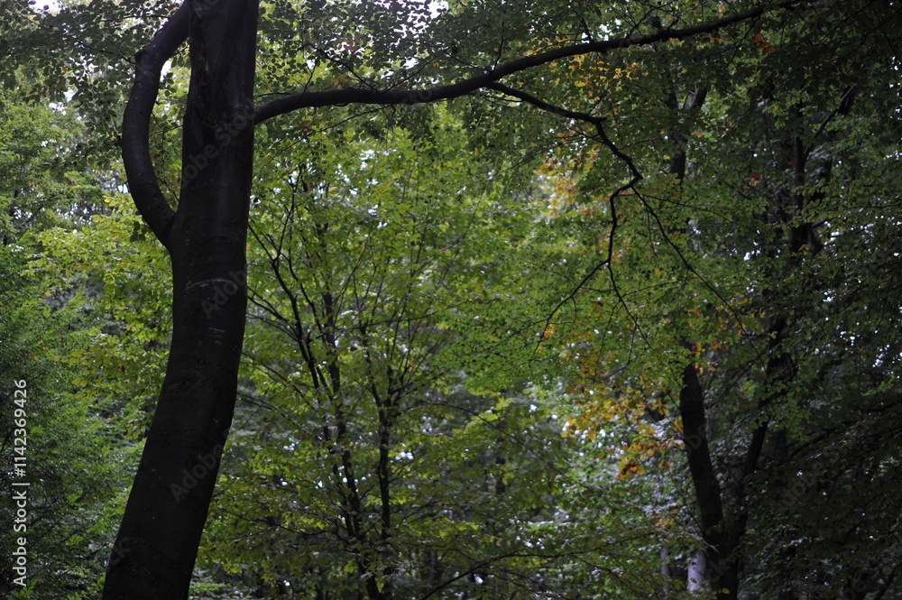 Fototapeta premium branches and leaves in the autumn forest