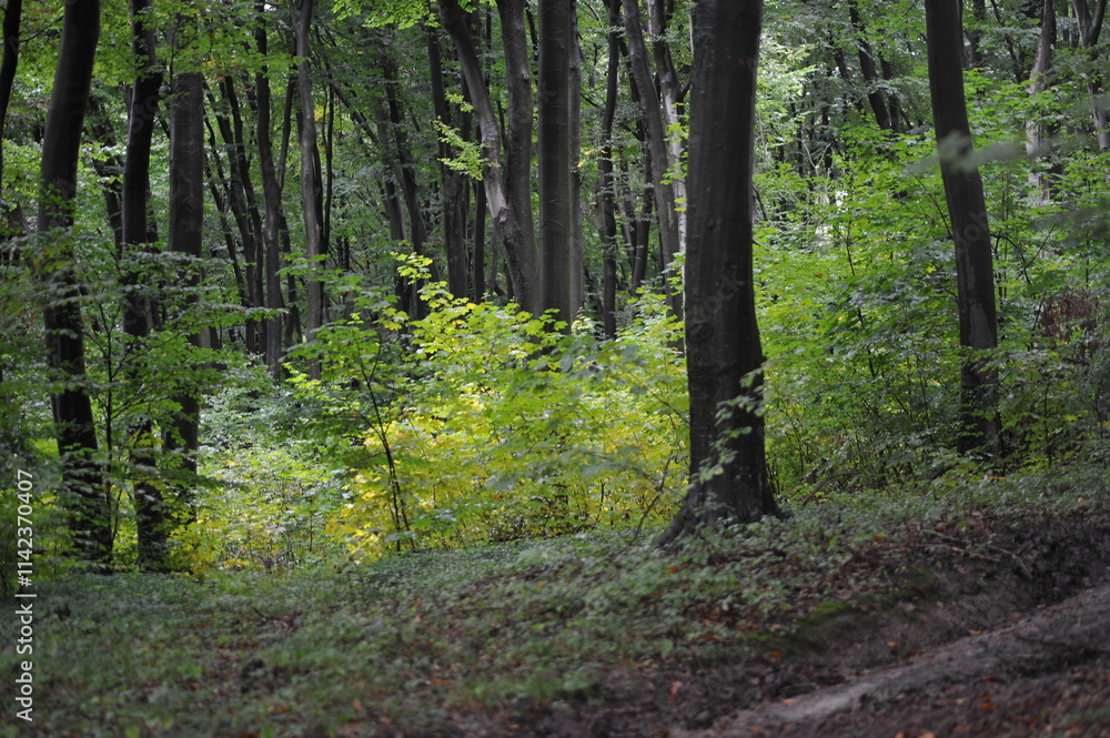 Fototapeta premium Forest road among the trees
