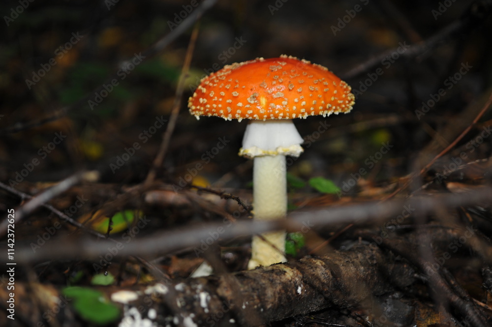 Fototapeta premium Amanita muscaria in the forest