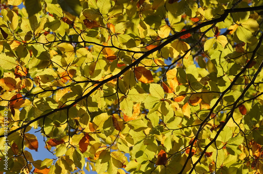 Autumn landscape in the forest, Indian summer Autumn landscape in the forest, Indian summer