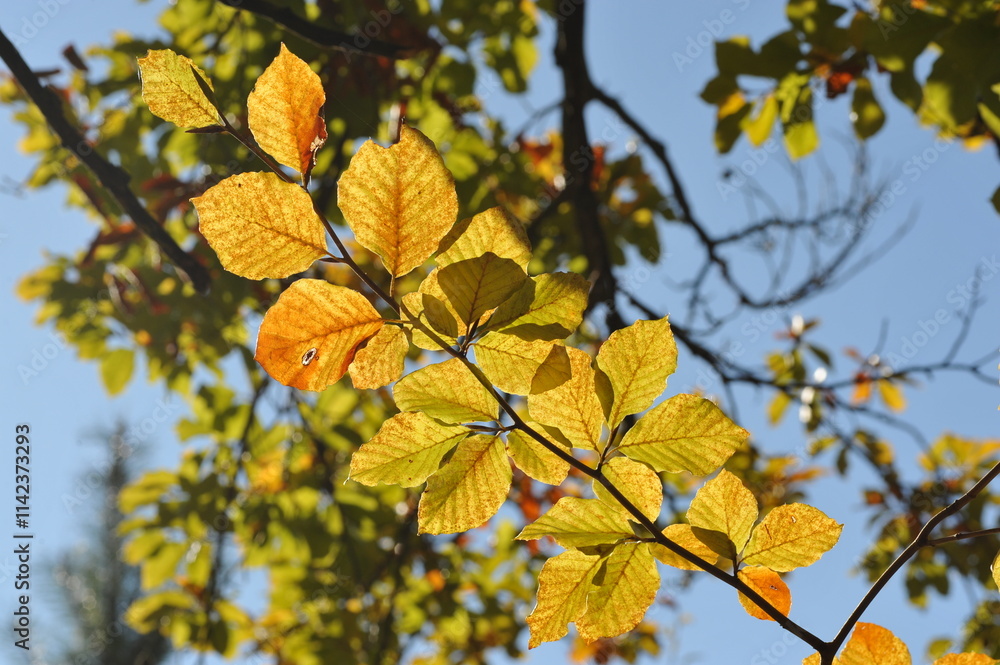 Obraz premium Autumn landscape in the forest, Indian summer