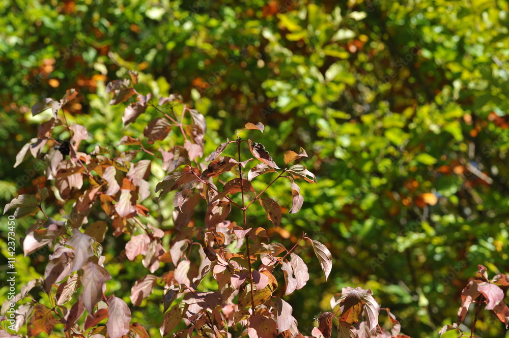 Autumn landscape in the forest, Indian summer Autumn landscape in the forest, Indian summer