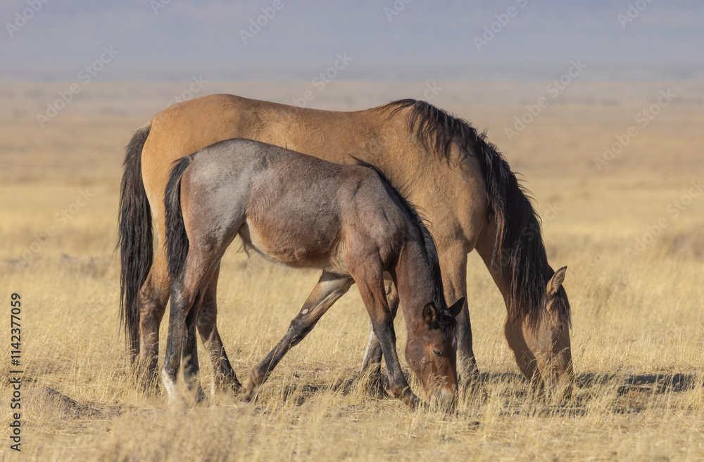 Naklejka premium Wild Horses in the Utah Desert in Autumn