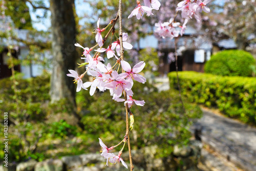 京都　上品蓮台寺の枝垂れ桜（枝垂桜）コピースペースあり（日本京都府京都市） Kyoto - Weeping cherry blossoms (shidazakura) at  Jobon-Rendaiji Temple　（Joubon-Rendaiji Temple), copy space available (Kyoto City, Kyoto Prefecture, Japan) photo