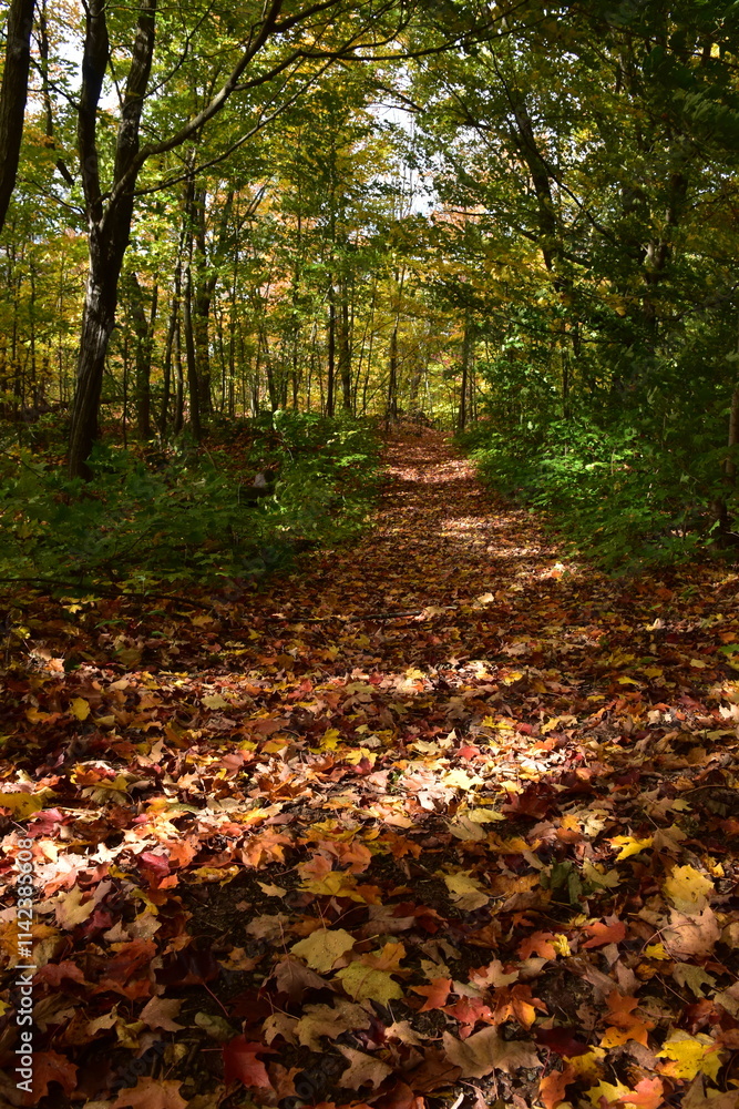 A trail in the forest in the fall, Québec, Canada A trail in the forest in the fall, Québec, Canada