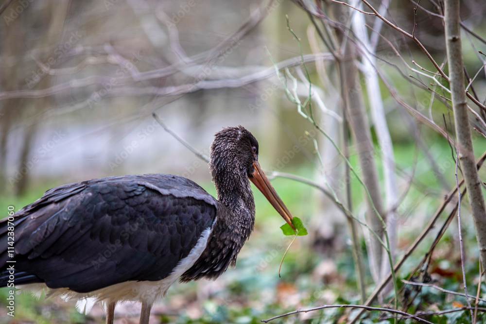 Naklejka premium black stork in woods
