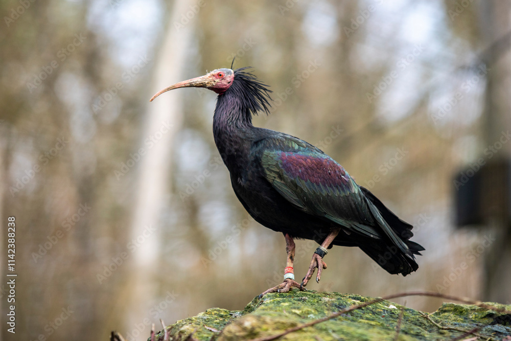 Naklejka premium blackbird