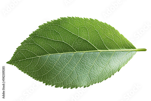 a close up of a leaf
