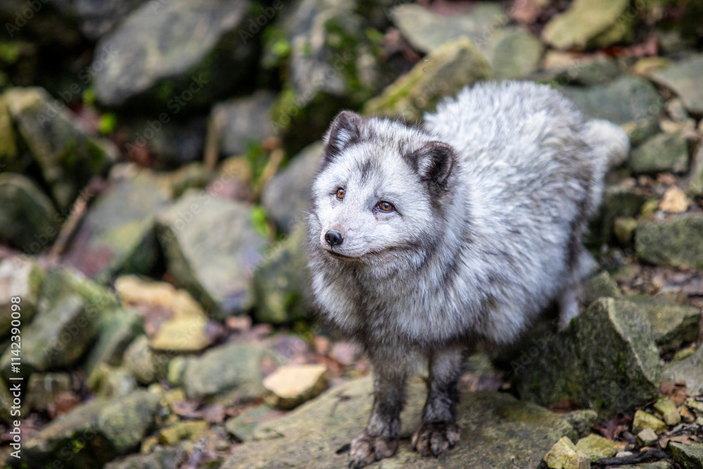 Naklejka premium Snow fox