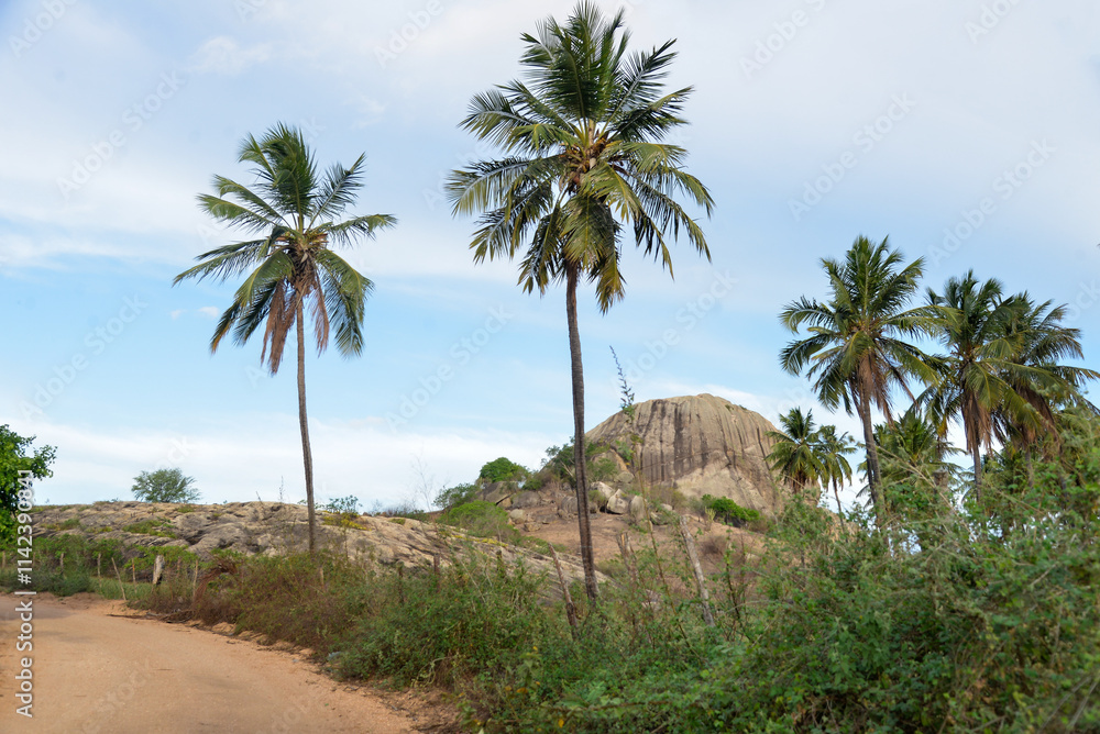 palm trees on the beach, palm trees in the desert, landscape of the mountains, landscape with blue sky, landscape with blue sky and clouds palm trees on the beach, palm trees in the desert, landscape of the mountains, landscape with blue sky, landscape with blue sky and clouds
