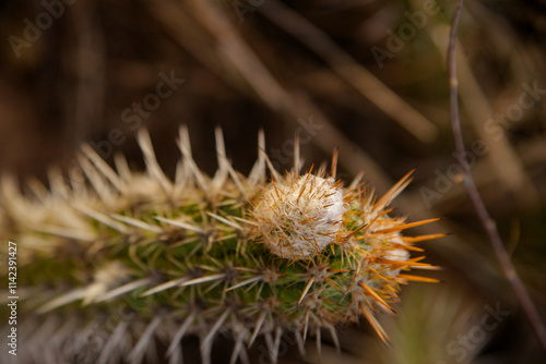 flower of a thistle, cactus in the desert, xerophytic plants,flowering plants, Cactaceae family, Cactaceae, Caryophyllales, mandacaru, Brazilian biome, Cereus jamacaru, Magnoliopsida, Magnoliophyt 


 photo