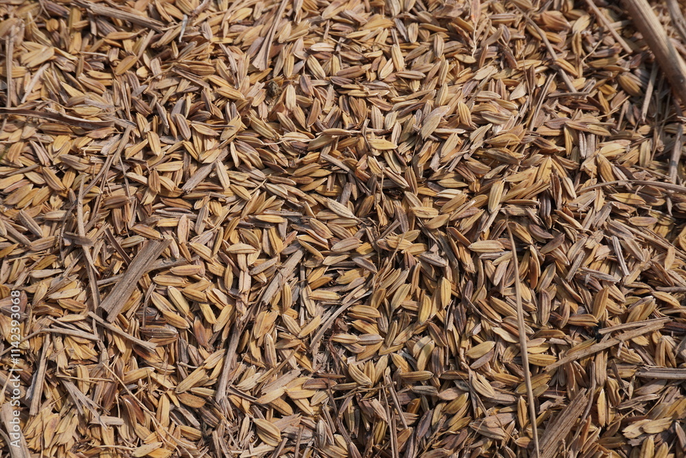Uncleaned rice grains in close up Uncleaned rice grains in close up