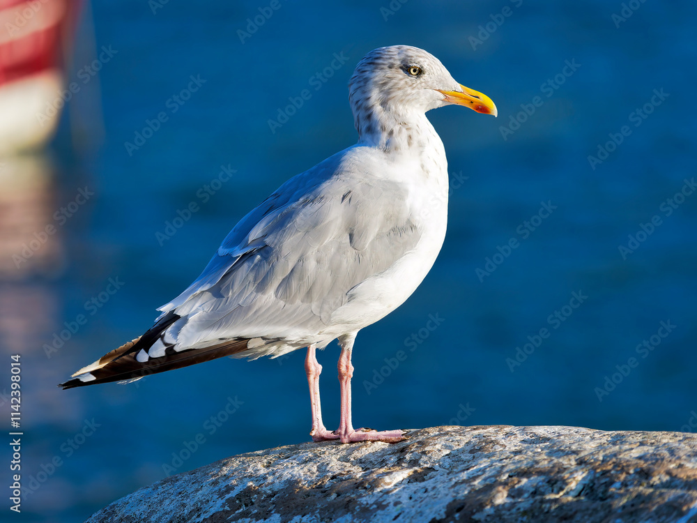 Herring gull perched on a stone wall at Lyme Regis harbour isolated against calm blue water Herring gull perched on a stone wall at Lyme Regis harbour isolated against calm blue water