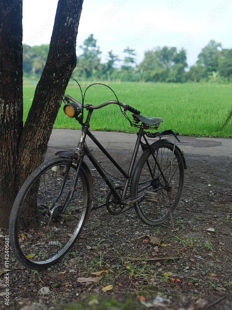 Fototapeta premium Vintage bicycles On the edge of the rice field