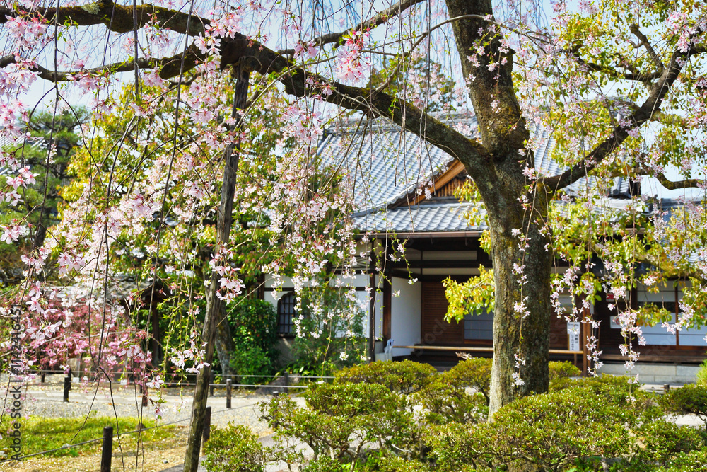 京都 上品蓮台寺の枝垂れ桜(枝垂桜)(日本京都府京都市) Kyoto - Weeping cherry blossoms (shidazakura) at Jobon-Rendaiji Temple (Joubon-Rendaiji Temple), (Kyoto City, Kyoto Prefecture, Japan) 京都 上品蓮台寺の枝垂れ桜(枝垂桜)(日本京都府京都市) Kyoto - Weeping cherry blossoms (shidazakura) at Jobon-Rendaiji Temple (Joubon-Rendaiji Temple), (Kyoto City, Kyoto Prefecture, Japan)