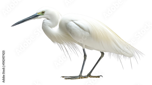 snowy egret isolated on white background 
