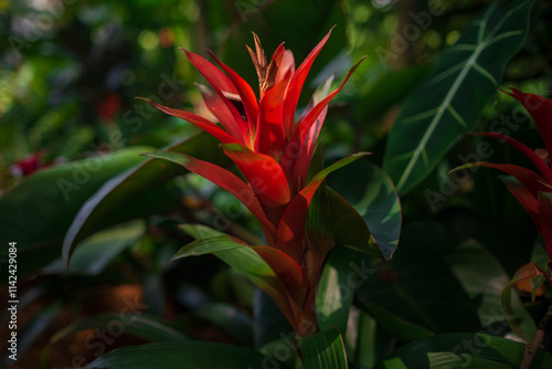 Canvas Print walk in Perdana Botanical Garden, Lush greenery and exotic plants in the Kuala L