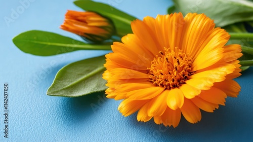 Calendula officinalis vibrant marigold flower with green leaves on blue background ideal for advertising and botanical presentations photo