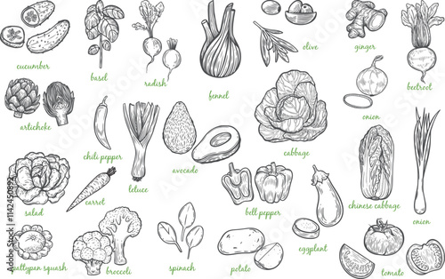 Vegetables engraved hand drawing illustration.