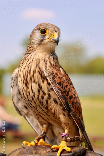 red tailed hawk
